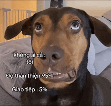 a brown and black dog with a caption that says giao tiep 5%