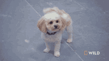 Wagging Tail National Geographic GIF - Wagging Tail National Geographic Wizard Of Paws GIFs