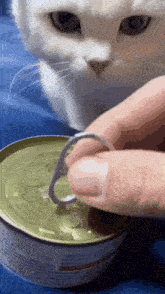 a white cat looking at a person opening a can of cat food