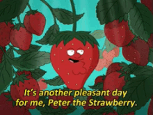 peter strawberry pleasant day