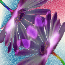 csak egy h%C3%A1tt%C3%A9r flower purple violet