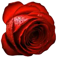a close up of a red rose with water drops on the petals