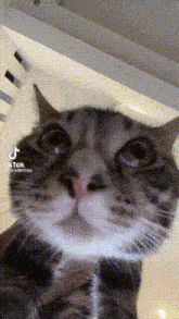 Cat Vibrate GIF - Cat Vibrate GIFs