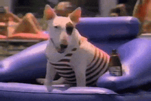 a small dog wearing a striped shirt is sitting on an inflatable raft .