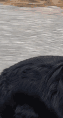 Dog Aussie GIF - Dog Aussie Australian Shepherd GIFs