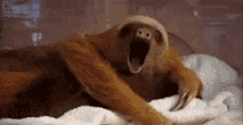 Lol Ywan GIF - Lol Ywan Sloth GIFs