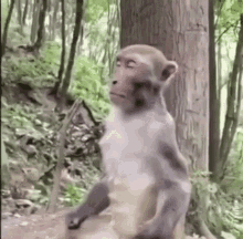 Monkey Breathing GIF - Monkey Breathing Geebabys GIFs