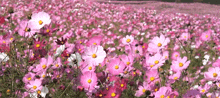 Cosmos Flower GIF - Cosmos Flower GIFs