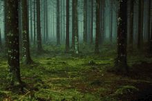 photographer natulia eerie scary woods