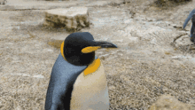 Pingki Penguin GIF - Pingki Penguin GIFs