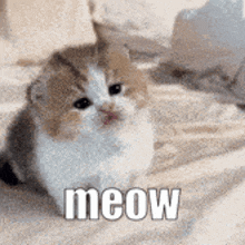 a brown and white kitten is laying on a bed with the word meow written on the bottom .