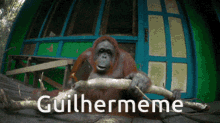 guilhermeme guilherme orangutan monkey jumentoserver