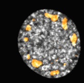 a close up of a gray circle with yellow spots on it