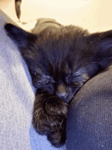 Kitten Black GIF