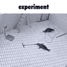 Seal Experiment GIF - Seal Experiment Broom GIFs