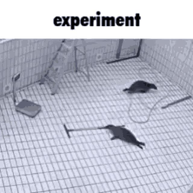 Seal Experiment GIF Seal Experiment Broom Discover & Share GIFs