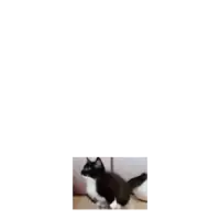 a black and white cat is standing on a table with its tail hanging out .