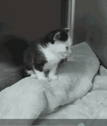 Kitten Cat GIF - Kitten Cat Cute Cat GIFs