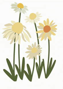 flower daisy