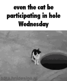 Cat Hole GIF - Cat Hole Wednesday GIFs