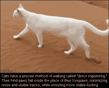 Cat Walking GIF - Cat Walking Sand GIFs