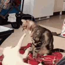 Cat Love GIF - Cat Love Catpitalcats GIFs
