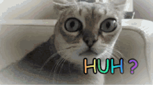 Cat Huh GIF - Cat Huh Confused GIFs