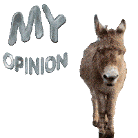 Donkey Gif My Expert Opinion Gif Sticker - Donkey Gif My Expert Opinion Gif My Opinion Gif Stickers