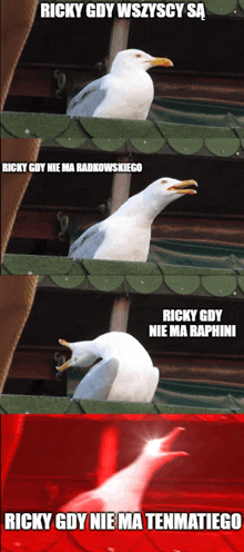 a white seagull with a yellow beak and the words ricky gdy nie ma raphini on the bottom