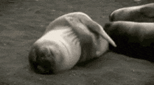 a black and white photo of a seal laying on its back on the beach .