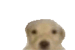 a pixelated image of a dog looking at the camera on a white background .