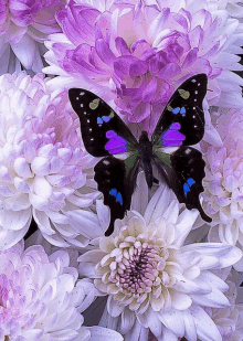 Black And Purple Butterfly Mums GIF - Black And Purple Butterfly Mums Butterfly GIFs