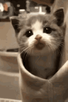 Kitten Cute GIF - Kitten Cute Hide GIFs