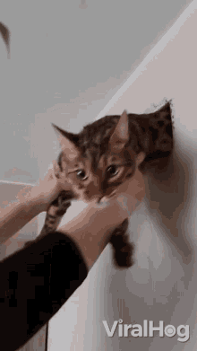 Take Cat Out Viralhog GIF - Take Cat Out Viralhog Helping Cat To Go Out GIFs