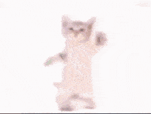 Kitty Cat GIF - Kitty Cat Kittercat GIFs