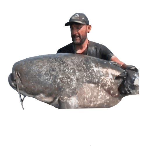 Bigmama Yurigrisendi Sticker - Bigmama Yurigrisendi Catfish World Stickers