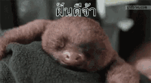 สลอธ ฝันดี แลบลิ้น หาว ขี้เกียจ GIF - Sloth Goodnight Sweet Dreams GIFs