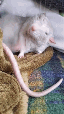 Rat Yawn GIF - Rat Yawn Yawning GIFs