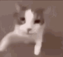 Cat Kiss GIF - Cat Kiss Pog GIFs