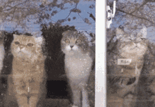 Help Scared GIF - Help Scared Cats GIFs