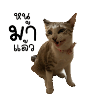 a cat with a pink collar is sitting in front of a white background with foreign writing
