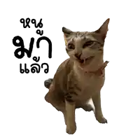 a cat with a pink collar is sitting in front of a white background with foreign writing
