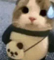 Angry Cat Silly GIF - Angry Cat Cat Silly GIFs