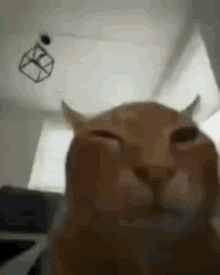 Cat Winking GIF - Cat Winking Smiling GIFs