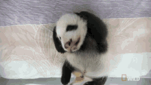 Stretching Pampered Pandas GIF