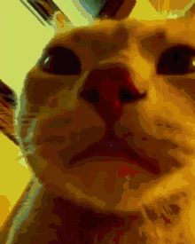 Cat Vibing GIF - Cat Vibing GIFs