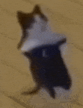 GIF