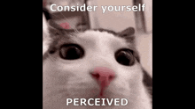 Perceived Cat Blinking GIF - Perceived Cat Blinking GIFs