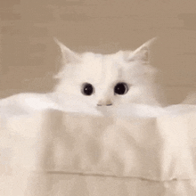 Whitecat Cute GIF - Whitecat Cute GIFs