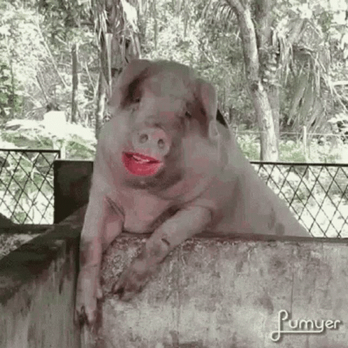 porco-wet-lips.gif